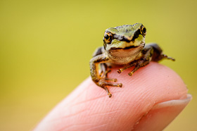 Pacific chorus frog, photo by Sean Anderson